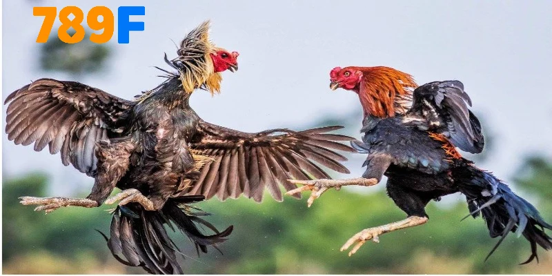 Đôi nét về đá gà